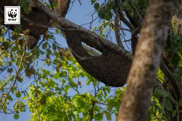 Natural Characteristics of Coorg Forest Honey